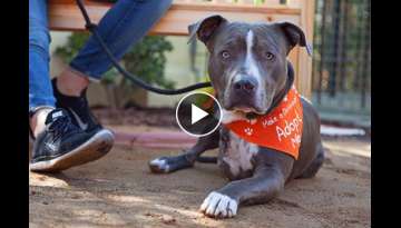 Animal Rescuers Save As Many Shelter Dogs As They Can From Getting Euthanized And Finding Them Th...